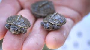 Baby Turtles Hatching Youtube