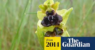 But this can help the living': Rare Orchid Blooms At Sewage Works Wild Flowers The Guardian