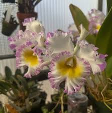 Image result for Humularia meyeri-johannis