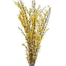 Forsithia Wholesale Flowers Forsythia Flowers Delivered
