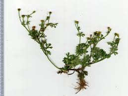 Image result for Chrysanthellum