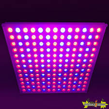 The trick is to use led lights for seedlings for the best results. Indoorled Panel Grow Light 45w 276x276x14mm Indoorled 59 00 Culture Indoor