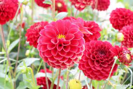 Plantar Y Cuidar Bulbos De Dalias Planting Dahlias Dahlia Flower Flowers