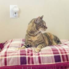 Fabric (amount will depend on the size of your bed, but 1.5 yards will be more than enough). Diy Cat Bed Tutorial Make Your Cat A Sweet New Bed With An Old Pillow