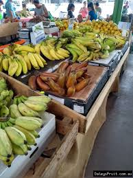 Everything about the blue java banana seems like a hoax: Buy Banana Plants For Sale Musa Acuminata
