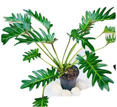 We did not find results for: The Four Seasons Philodendron Xanadu Large Size Natural Live Plant In Pot Amazon In Garden Outdoors