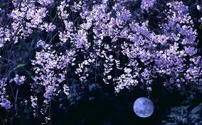 190 sakura hd wallpapers and background images. Cherry Blossom Wallpaper Anime Cherry Blossom Dark Flowers