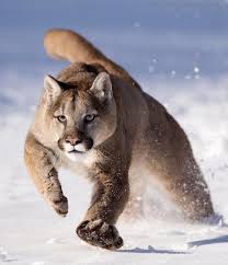 Pin By David Hyso On Funny Animals Wild Wild Cats Animals Beautiful