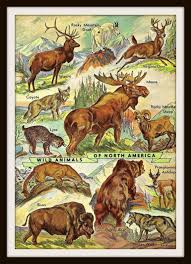 Wild Animals Art Print Wild Animals Of North America Etsy Animals Wild Animal Art Animals