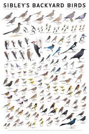 Birds Of Western North Carolina Book Sibley S Bird Calendars And Posters Birds Backyard Birds Bird Identification