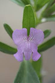 Image result for Misopates