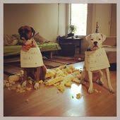 We did not find results for: 9 Chewed Up Couch Ideas Funny Dog Pictures Cute Animals Animal Shaming