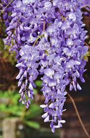 Blue rain, wisteria color of the blossoms: Blue Rain Flower Violet Wisteria Plant Blossom Bloom Climber Plant Flowers Nature Garden Pikist