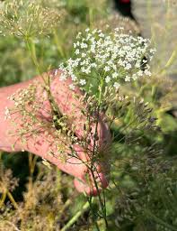 Image result for Culcasia falcifolia