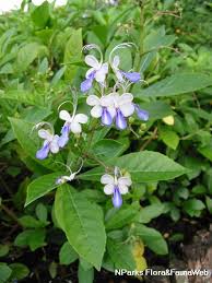 Image result for Rotheca myricoides