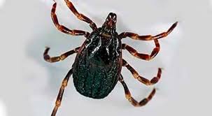 ᐉ kleshi vidy kleshej 100 unichtozhenie bystro dezsnab