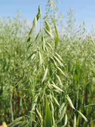 Image result for Avena byzantina