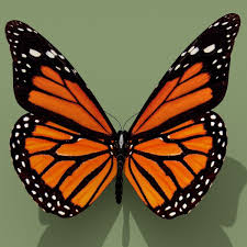 Monarch Butterfly 3d Model Butterfly Painting Monarch Butterfly Butterfly Mosaic