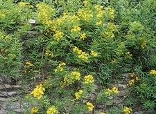 Image result for Senna floribunda