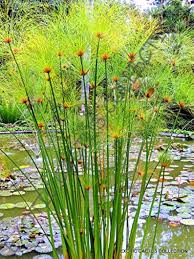 Image result for Cyperus sp. no. 1