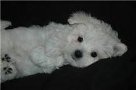 Parti yorkie puppies for sale. Yorkie Puppies For Sale Breeder Near Atlanta Georgia Kat S Kennel