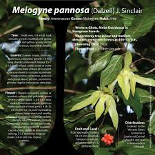 Image result for Annonaceae