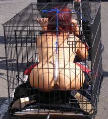 The Joy Of Bondage » Piggy