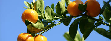 Citrus scale refers to the code system meant to inconspicuously designate explicit sexual content via tagging it with names of various citrus fruit. Reducing Citrus Red Scale Populations With Movento Crop Science Us
