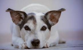 You must be at least 18 years old to participate in our foster program. A Complete List Of Animal Shelters In Nyc