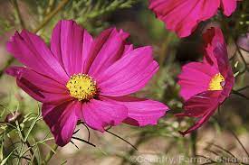 Bedding Cosmos Cosmos Bipinnatus A Long Flowering Annual Native To The Southern United States And Mexico This Is One Of The Seas Plant Images Cosmos Photo