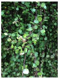 Care of angel vines angel vines are native to new zealand and hardy from zone 8a through 10a. Invasive Vine Identification