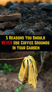 5 Reasons To Never Use Coffee Grounds In Your Garden Uses For Coffee Grounds Coffee Grounds Garden Coffee Grounds For Plants