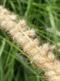 Image result for Cenchrus riparius