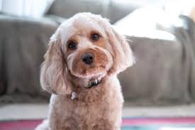 Her is what wikipedia say's about this breed. Cavapoo Mixed Dog Breed Info Pictures Facts Traits Doggie Designer