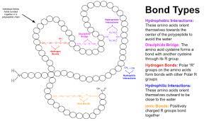 The hormone islet amyloid polypeptide (iapp, or amylin) plays a role in glucose homeostasis but aggregates to form islet amyloid islets of langerhans / metabolism*. Protein Tertiary Structure Wikipedia