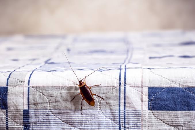 Como espantar baratas de casa?