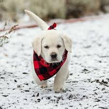 Most Recent Cost Free Labrador Retriever Facts Style Labrador Retriever Facts Labrador Retriever Cute Lab Puppies
