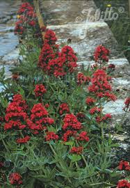 Image result for Centranthus