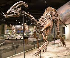 Parasaurolophus - Wikipedia