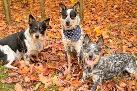 Cowboy corgi puppies for sale. Pets Can Help People Cope During Coronavirus