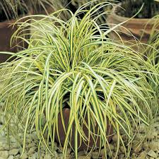 Image result for Carex brassii