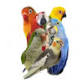 Southeast Exotic Bird Show  2025 event image