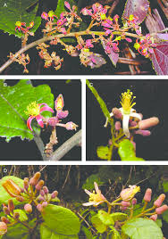 Image result for Grewia trichocarpa