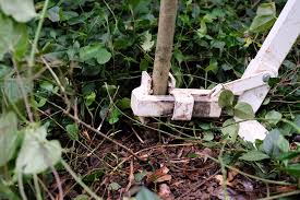 Root canal removal technique with ozone and prf. How To Remove Privet Trees Atlanta