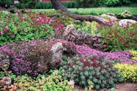 Image result for Sedum