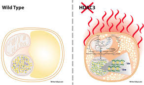 Want to learn more about it? Epigenetic Regulation Of White Adipose Tissue Physiology Histone Deacetylase 3 As A Key Molecular Switch Of White Adipose Tissue Metabolism And Browning Atherosclerosis