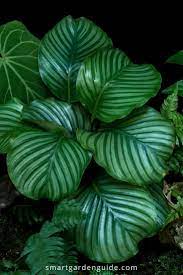 How To Stop Your Calathea Leaves Curling Calathea Care Can Be Tricky If You Don T Provide Just The Right Condit Calathea Plant Calathea Orbifolia Smart Garden