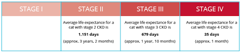 Understanding Ckd In Cats Semintra