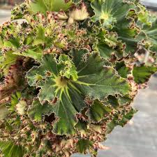 Image result for Begonia oxyloba