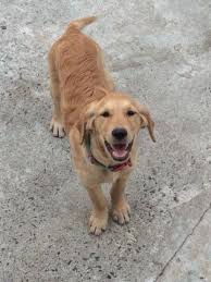 We wean pups on raw and our mission is to raise healthy. 2 Golden Retriever Pups 4months Old For Sale In Springfield Massachusetts Classified Americanlisted Com